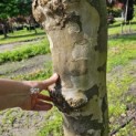 Platanus x hispanica - 1