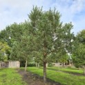 Pinus sylvestris - 1