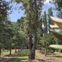 Quercus Suber - 8
