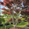 Acer palmatum 'Atropurpureum' - 1