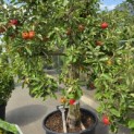 Malus domestica 'Elstar' - 2