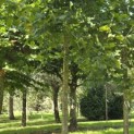 Platanus hispanica - Foto 1