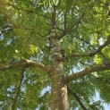 Gleditsia triacanthos ‘Sunburst' - 2