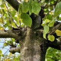Tilia americana 'Nova' - 2