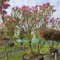Magnolia 'Susan' - 1