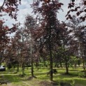 Fagus sylvatica 'Atropunicea' - Foto 3