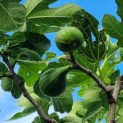 Ficus carica - Foto 6