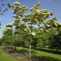 Cornus nuttallii (Venus) - 1