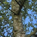 Quercus Suber - 1