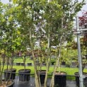 Quercus ilex - 3