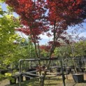 Acer palmatum 'Bloodgood' - 3