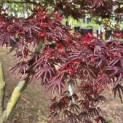Acer palmatum 'Trompenburg' - Foto 4