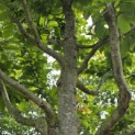 Parrotia persica 'Vanessa' - 6