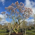 Magnolia 'Soulangeana' - Foto 8