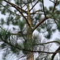 Pinus nigra subsp. Nigra - 2