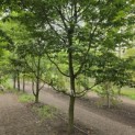 Carpinus betulus - 1