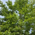 Fagus sylvatica - mei 2026