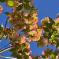Cornus 'Stellar Pink' - Foto 3