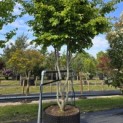 Parrotia persica - 1