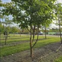 Idesia Polycarpa - 6