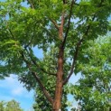 Acer griseum x nikoense - Foto 1