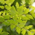 Gymnocladus dioica - 3