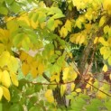 Gymnocladus dioica - 2