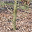 Carpinus betulus - 1