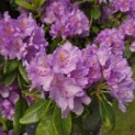 Rhododendron Roseum Elegans - 4
