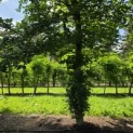 Fagus sylvatica - 1