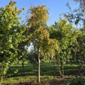 Carpinus betulus 'Pendula' - 4