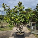 Magnolia grandiflora 'Goliath' - 7