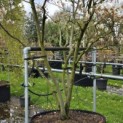 Amelanchier lamarckii - 1