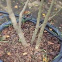 Amelanchier lamarckii - 1