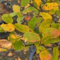 Amelanchier lamarckii - 2