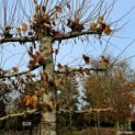 Tilia americana 'Nova' - Afbeelding 1028 November 2022