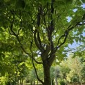Carpinus betulus 'Frans Fontaine'   (Fastigiata) - 2