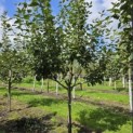 Malus domestica 'Notarisappel' - 1