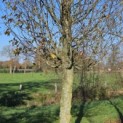 Carpinus betulus 'Frans Fontaine'   (Fastigiata) - Foto 3