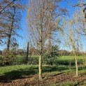 Carpinus betulus 'Frans Fontaine'   (Fastigiata) - Foto 2