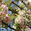 Malus 'Evereste' - Foto 1