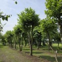 Platanus x Hispanica - 1