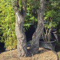 Quercus Suber - 1