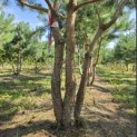Pinus sylvestris - 4