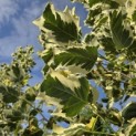 Liriodendron tulipifera 'Snowbird' - 8