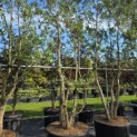Quercus Suber - Foto 5