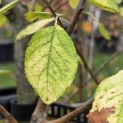 Prunus domestica 'Opal' - Foto 1