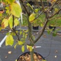 Prunus domestica 'Opal' - Foto 2