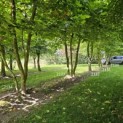 Platanus x Hispanica - 2024