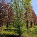 Carpinus betulus - 3